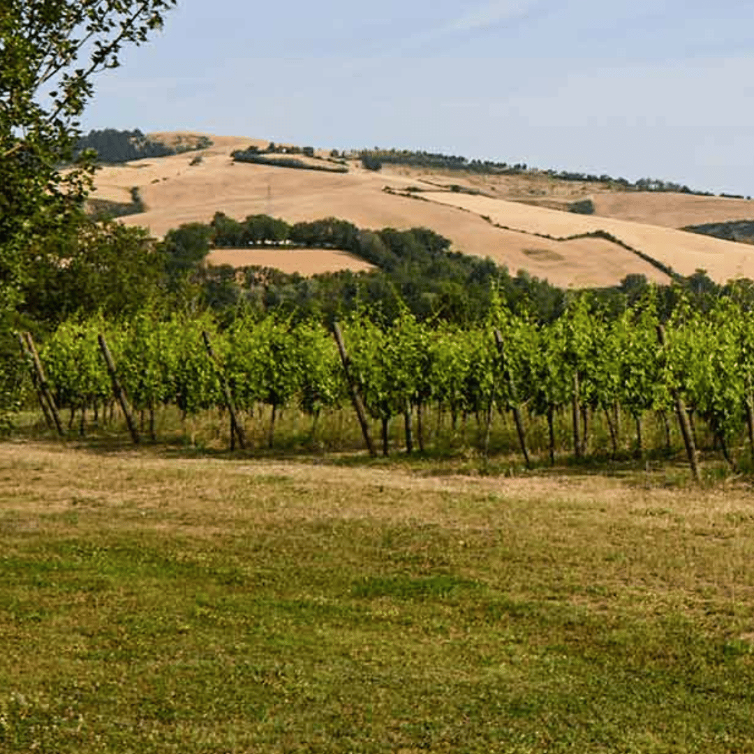 Urbino: Boutique Winery Visit & 5 Organic Wine Tastings - Wine Tasting - Touraround