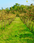 Vicenza: Vineyard Walk & Wine Tasting in the Berici Hills - Wine Tasting - Touraround