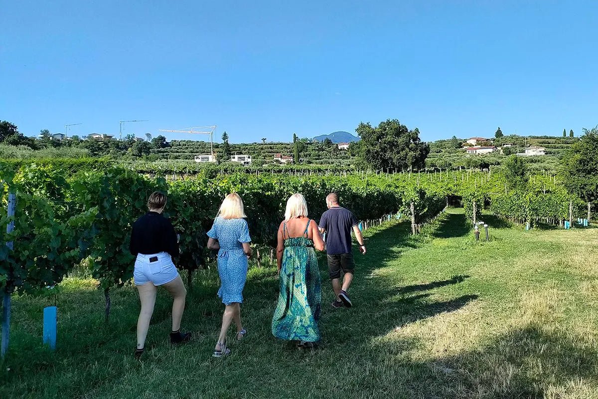 Vineyard tour and tasting of Garda Wines in Cavaion Veronese - Wine Tasting - Touraround