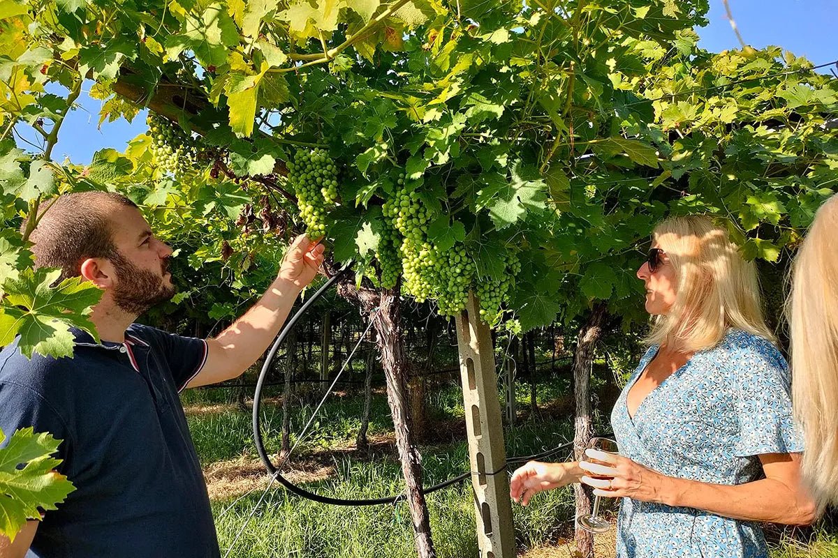 Vineyard tour and tasting of Garda Wines in Cavaion Veronese - Wine Tasting - Touraround