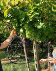 Vineyard tour and tasting of Garda Wines in Cavaion Veronese - Wine Tasting - Touraround