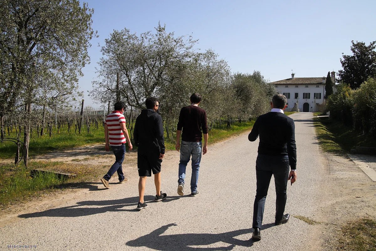 Vineyard Tour and Tasting of Lugana Wines - Wine Tasting - Touraround