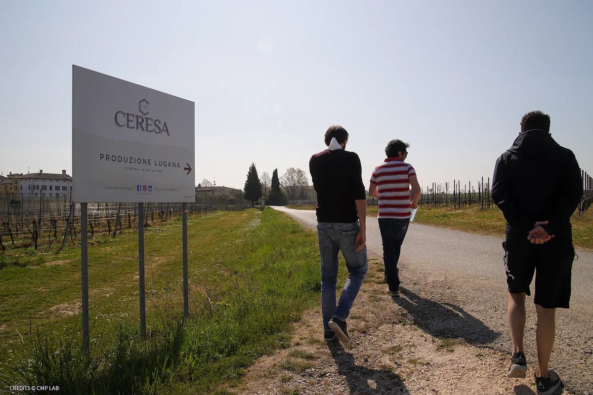 Vineyard Tour and Tasting of Lugana Wines - Wine Tasting - Touraround