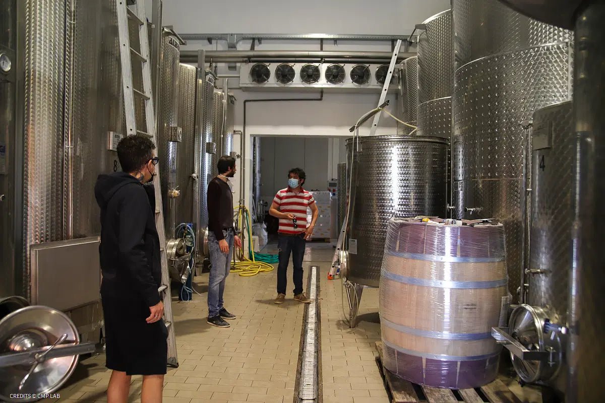 Vineyard Tour and Tasting of Lugana Wines - Wine Tasting - Touraround