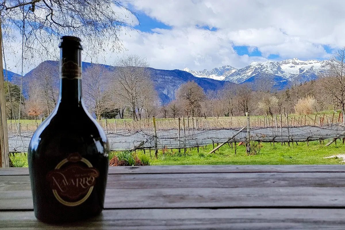 Visit to the Vineyard on Mount Mezzocorona and tasting of 3 Aged Wines - Wine Tasting - Touraround
