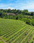 Wine Tasting and Food Parings in Langhe and near Alba - Wine Tasting - Touraround