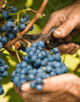 Wine Tasting and Food Parings in Langhe and near Alba - Wine Tasting - Touraround
