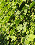 Wine Tasting and Winery Visit near Asti and Turin - Wine Tasting - Touraround