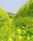 Wine Tasting and Winery Visit near Asti and Turin - Wine Tasting - Touraround