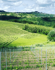 Wine Tasting and Winery Visit near Asti and Turin - Wine Tasting - Touraround