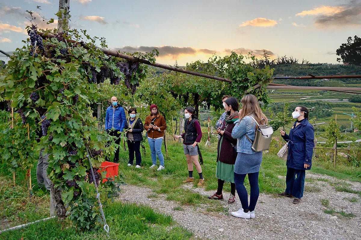 Wine tasting in Valpolicella Classica: the cradle of Amarone - Wine Tasting - Touraround