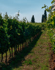 Wine Tasting with cellar tour near Verona and Lake Garda - Wine Tasting - Touraround