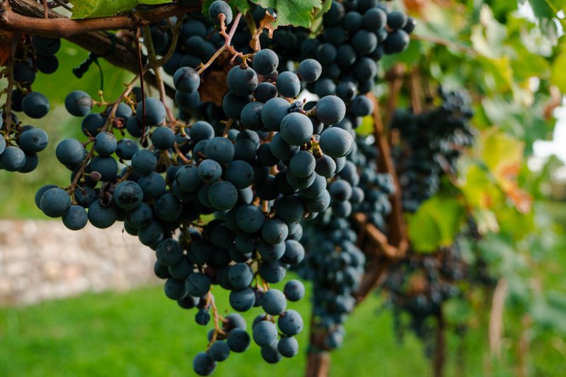 Wine Tasting with cellar tour near Verona and Lake Garda - Wine Tasting - Touraround