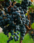 Wine Tasting with cellar tour near Verona and Lake Garda - Wine Tasting - Touraround