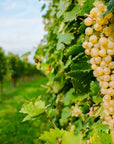 Wine Tasting with cellar tour near Verona and Lake Garda - Wine Tasting - Touraround