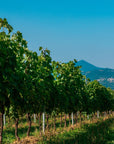 Wine Tasting with cellar tour near Verona and Lake Garda - Wine Tasting - Touraround