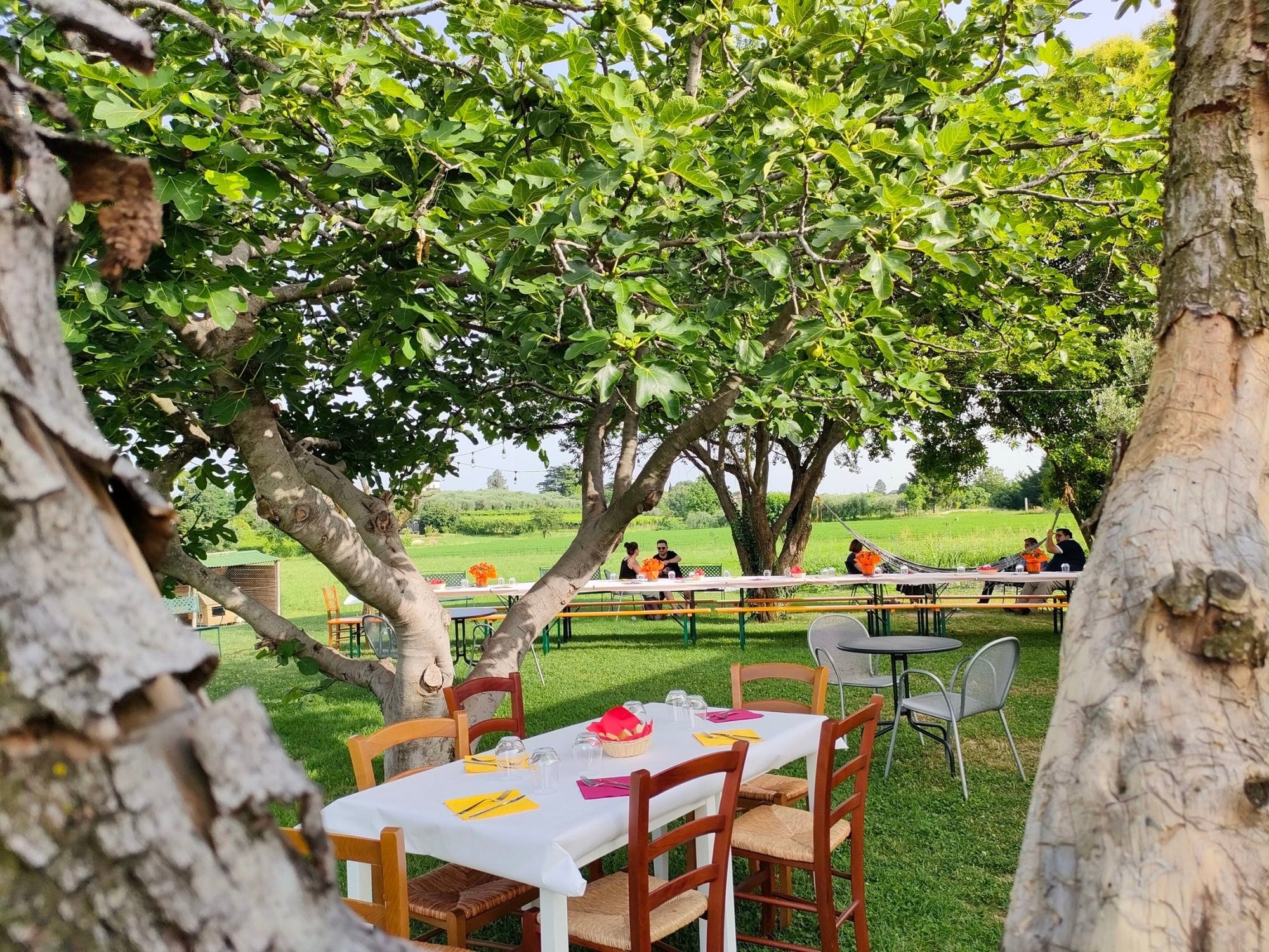 Wine Tasting with local food in Lazise countryside - Wine Tasting - Touraround