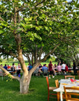 Wine Tasting with local food in Lazise countryside - Wine Tasting - Touraround