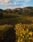 Wine Tasting with Local Food Pairing near Livorno - Wine Tasting - Touraround