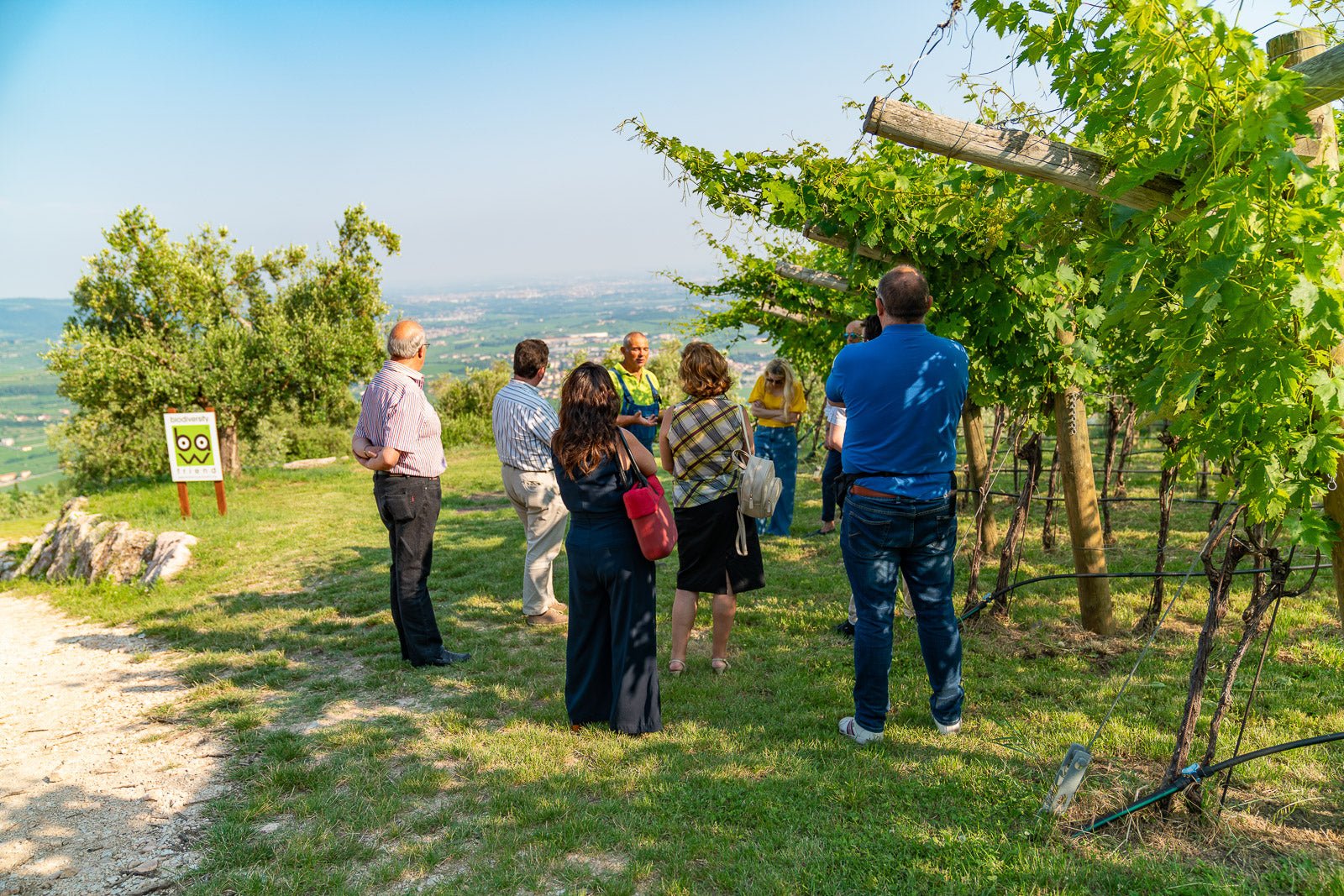 Wine tour and Tasting in a small Estate on Valpolicella Hills - Wine Tasting - Touraround