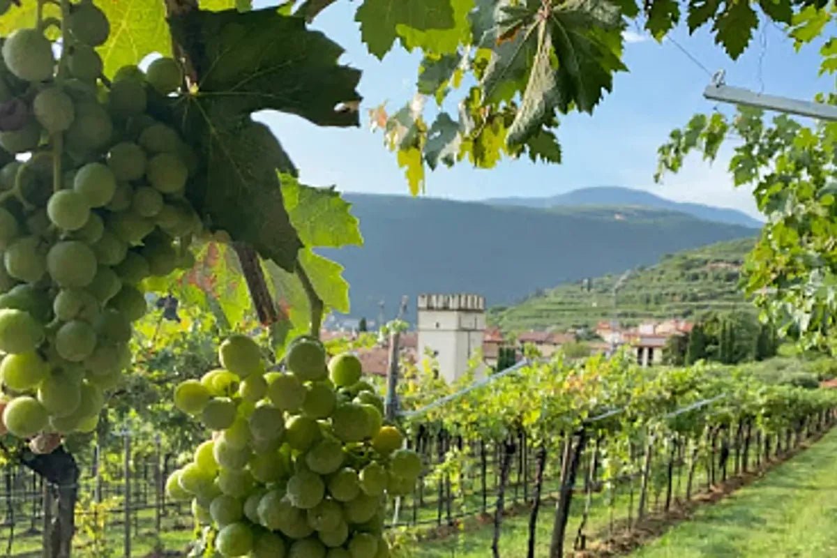 Wine tour and tasting of 4 Valpolicella Wines in a Medieval Court - Wine Tasting - Touraround