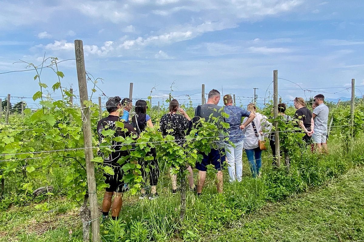 Wine tour and Tasting of Lugana Wines in Sirmione - Wine Tasting - Touraround