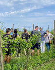Wine tour and Tasting of Lugana Wines in Sirmione - Wine Tasting - Touraround