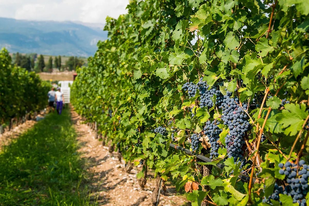 Wine Tour and Tasting on Garda Hills - Wine Tasting - Touraround