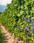 Wine Tour and Tasting on Garda Hills - Wine Tasting - Touraround