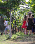Winery Tour and Tasting of Garda Wines in Lazise - Wine Tasting - Touraround