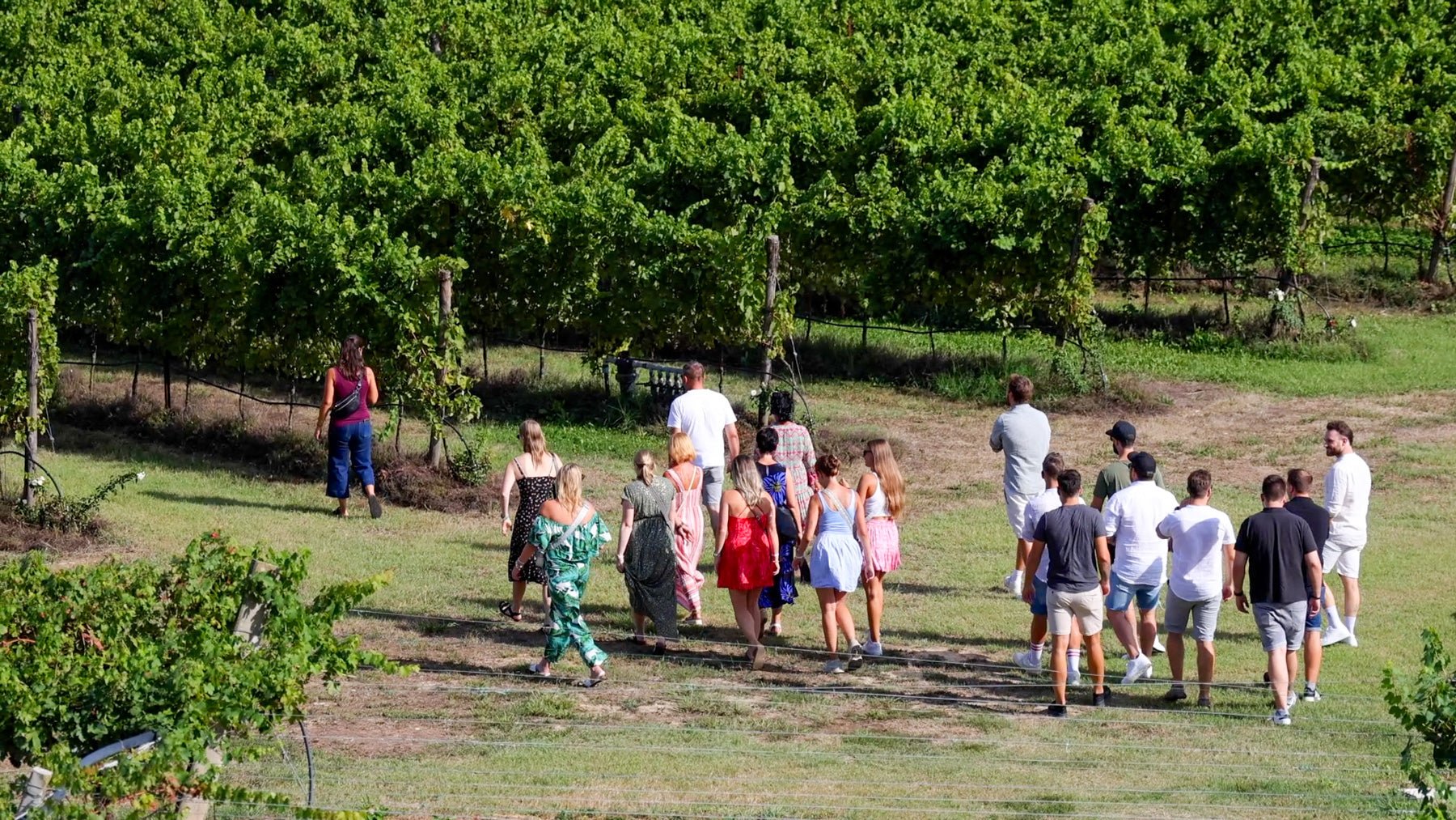 Winery Tour and Tasting of Garda Wines in Lazise - Wine Tasting - Touraround