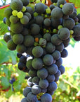 Winery Tour and Wine Tasting with Food at Roman Castles - Wine Tasting - Touraround