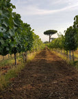 Winery Tour and Wine Tasting with Food at Roman Castles - Wine Tasting - Touraround