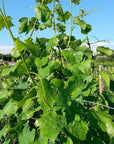 Winery Tour and Wine Tasting with Food at Roman Castles - Wine Tasting - Touraround