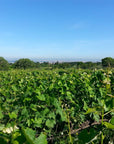 Winery Tour and Wine Tasting with Food at Roman Castles - Wine Tasting - Touraround