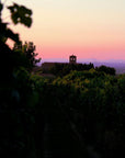 Winery Tour and Wine Tasting with Food at Roman Castles - Wine Tasting - Touraround