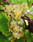 Winery Tour and Wine Tasting with Food at Roman Castles - Wine Tasting - Touraround