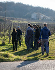 Winery Tour & Guided Tasting of Garda Wines in Valeggio - Wine Tasting - Touraround