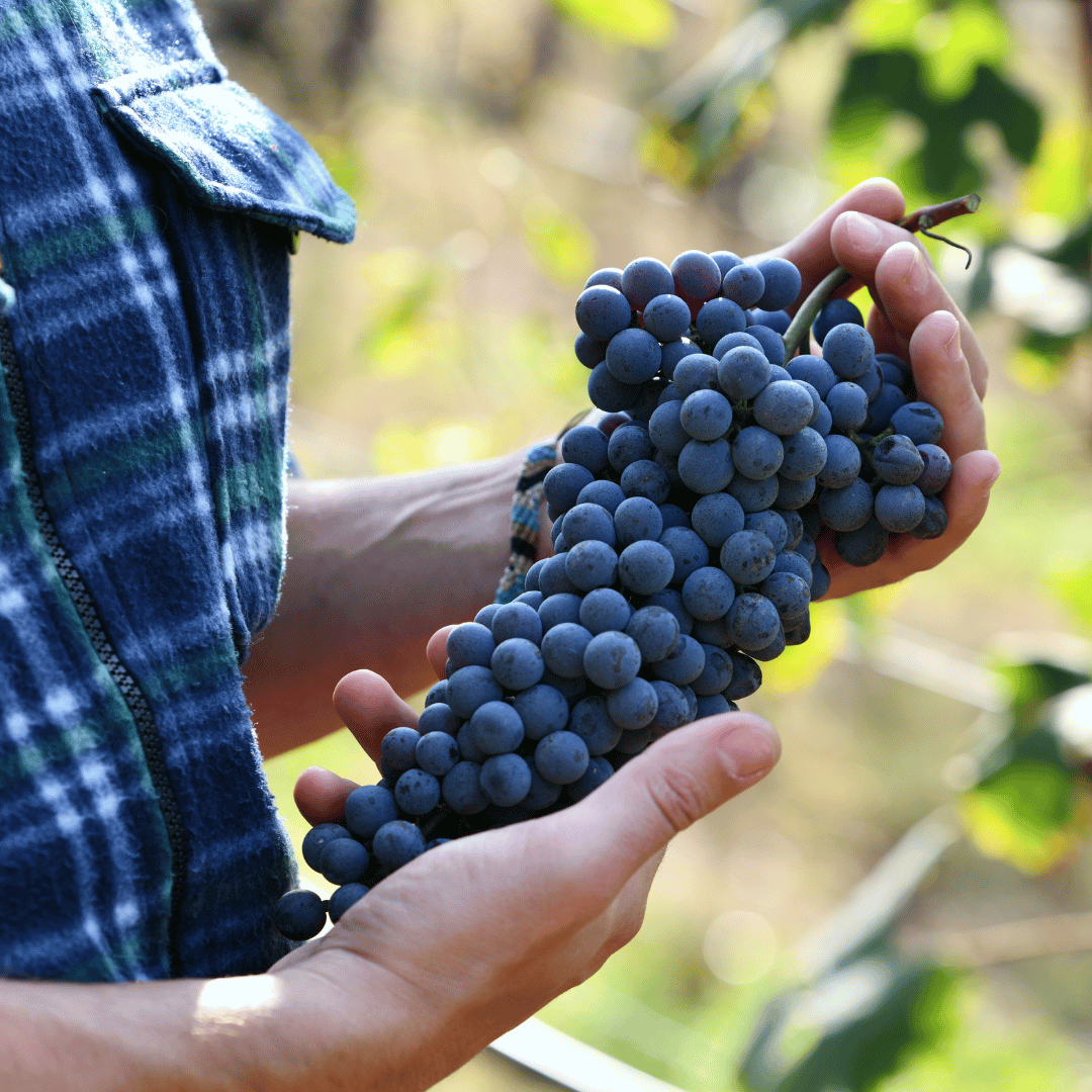 Winery Visit near Turin & Venaria Reale with Wine Tasting & Food Platter - Wine Tasting - Touraround