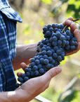 Winery Visit near Turin & Venaria Reale with Wine Tasting & Food Platter - Wine Tasting - Touraround