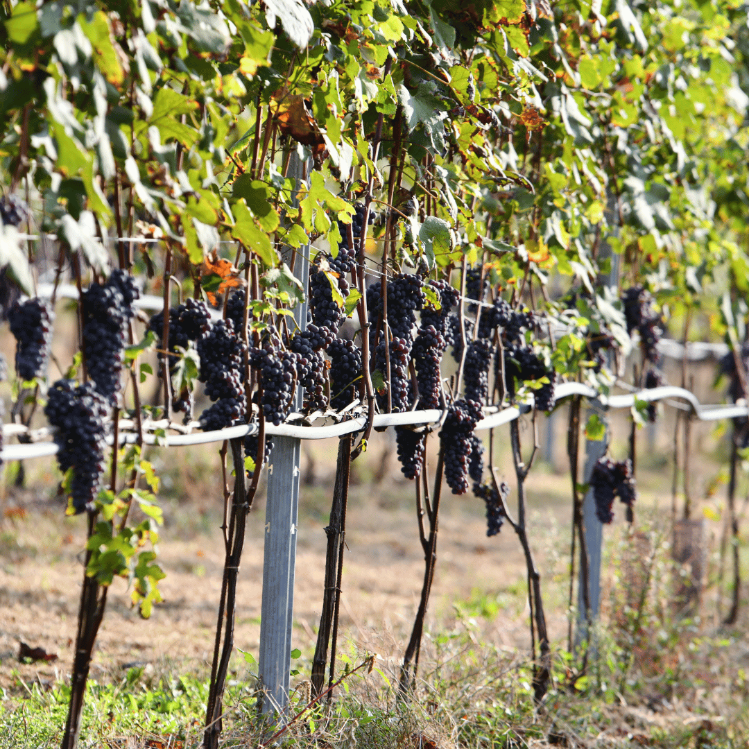 Winery Visit near Turin & Venaria Reale with Wine Tasting & Food Platter - Wine Tasting - Touraround