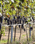 Winery Visit near Turin & Venaria Reale with Wine Tasting & Food Platter - Wine Tasting - Touraround