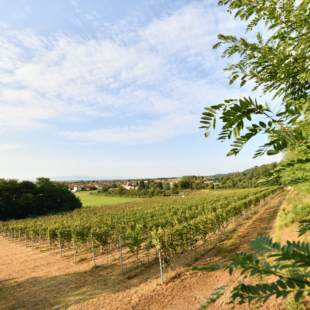 Winery Visit near Turin & Venaria Reale with Wine Tasting & Food Platter - Wine Tasting - Touraround