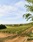 Winery Visit near Turin & Venaria Reale with Wine Tasting & Food Platter - Wine Tasting - Touraround