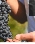 Winery Visit on Parma Hills & Wine Tasting with Food Platter - Wine Tasting - Touraround