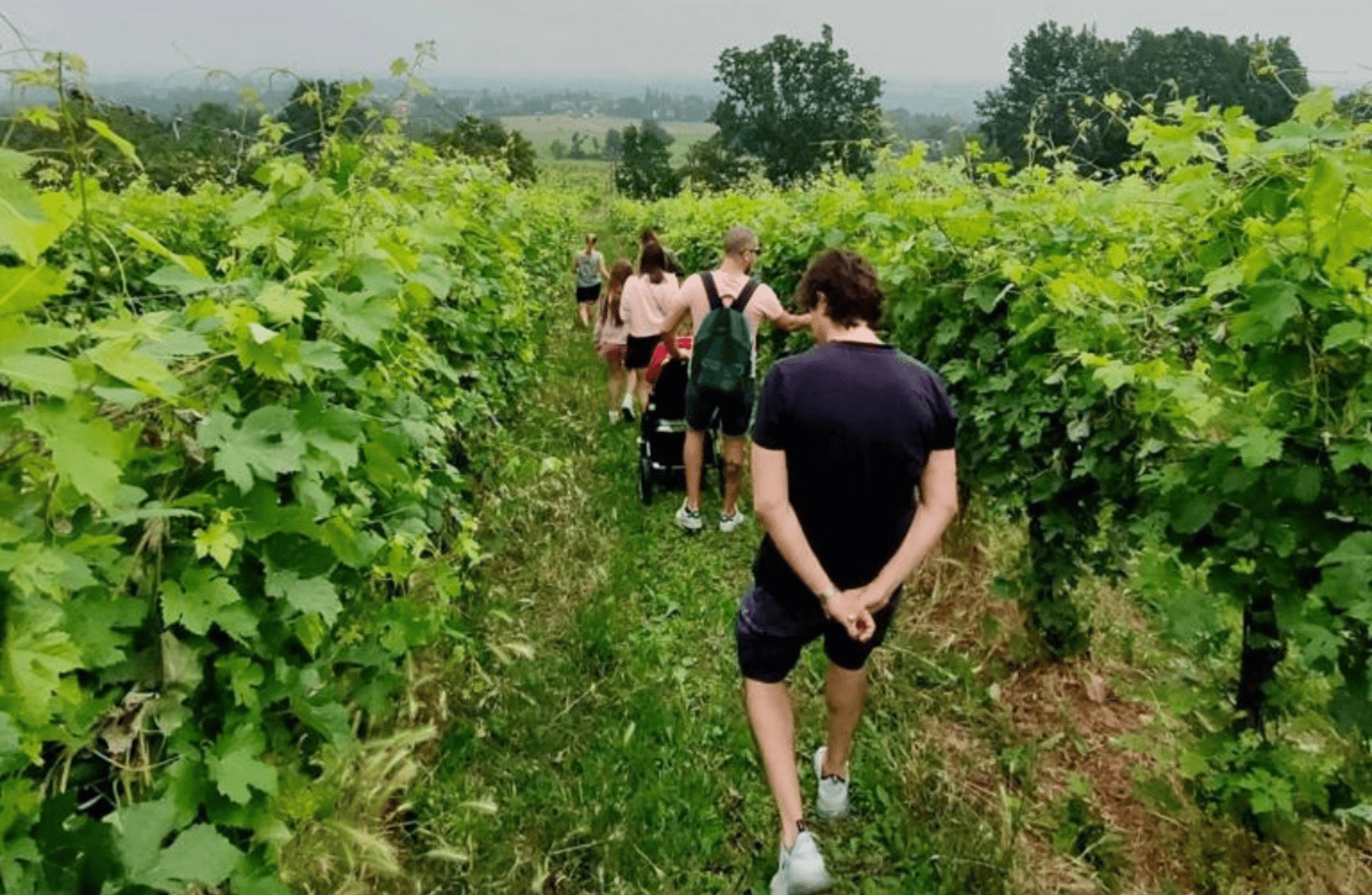 Winery Visit on Parma Hills & Wine Tasting with Food Platter - Wine Tasting - Touraround