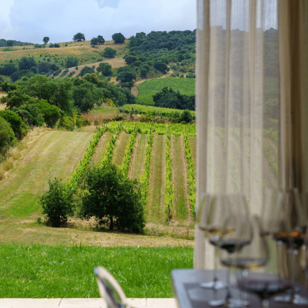 Winery Visit & Tasting near Grosseto with 6 wines - Wine Tasting - Touraround