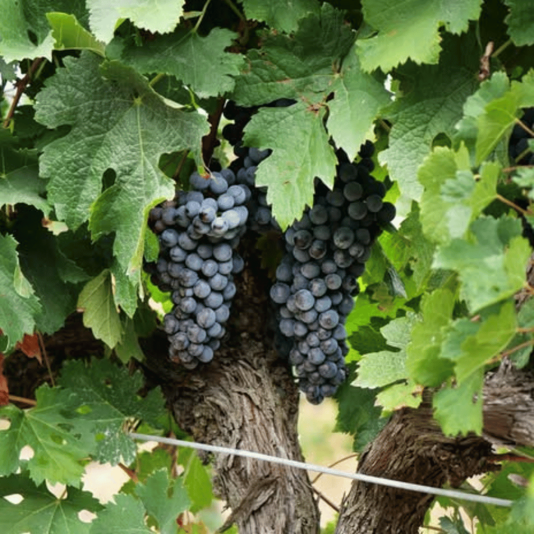 Winery Visit & Tasting near Grosseto with 6 wines - Wine Tasting - Touraround