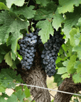 Winery Visit & Tasting near Grosseto with 6 wines - Wine Tasting - Touraround