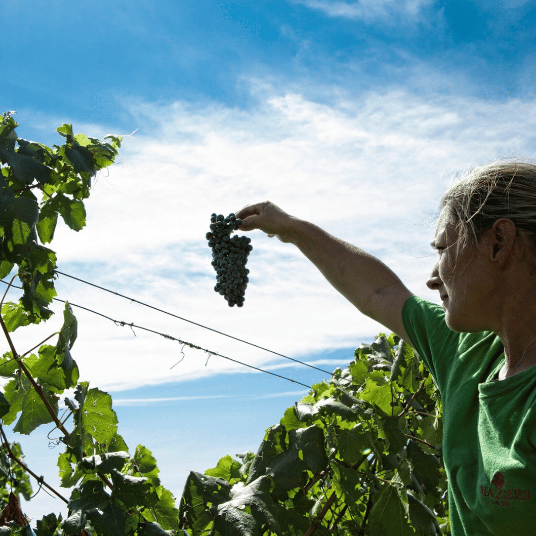 Winery Visit & Tasting near Grosseto with 6 wines - Wine Tasting - Touraround
